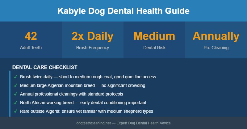 Kabyle Dog dental health infographic