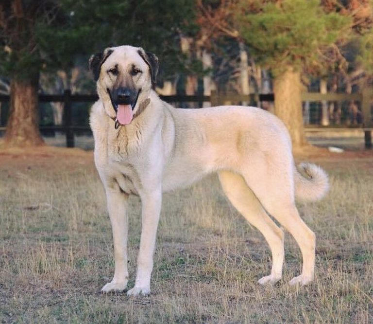 kangal shepherd dog teeth