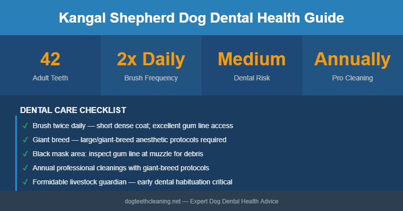Kangal Shepherd Dog dental health infographic