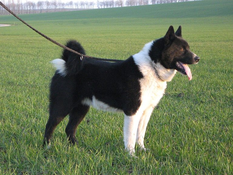 karelian bear dog teeth