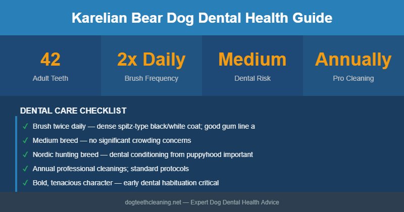 Karelian Bear Dog dental health infographic