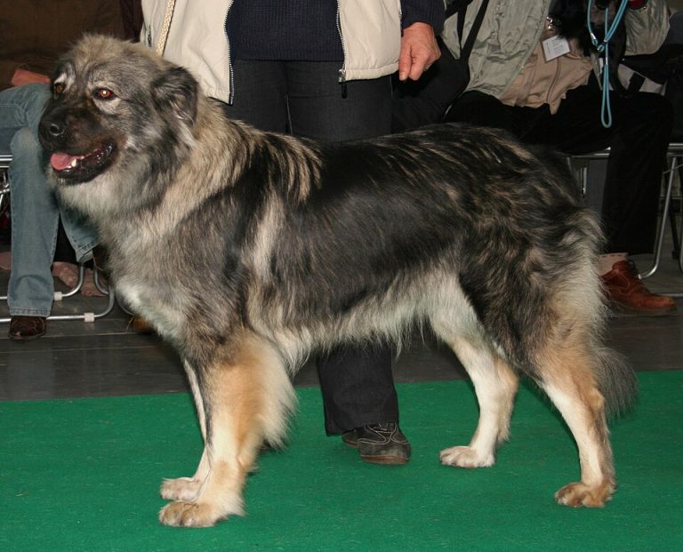 karst shepherd teeth