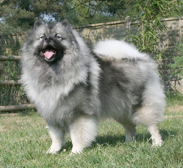 keeshond teeth