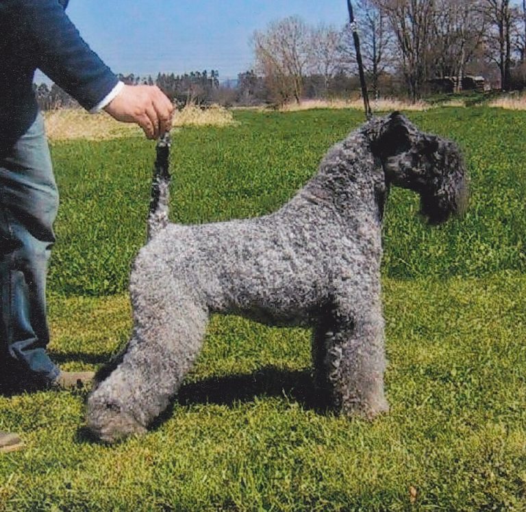 kerry blue terrier teeth