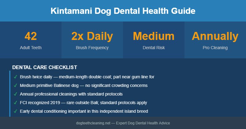 Kintamani Dog dental health infographic