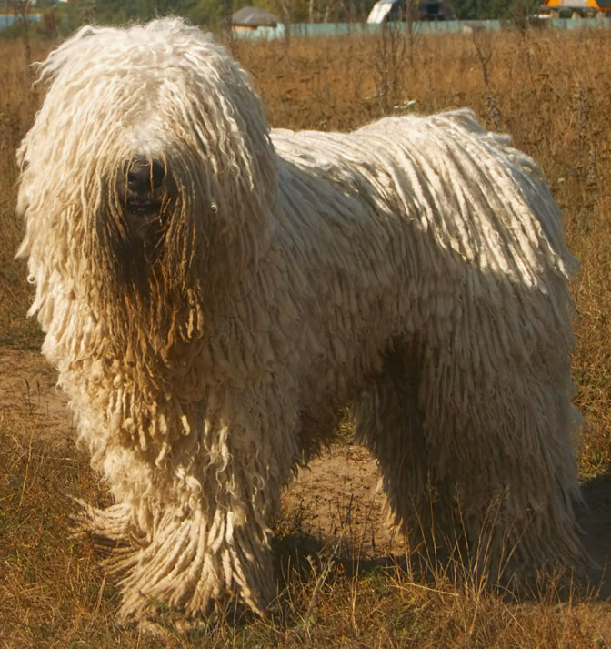 komondor teeth