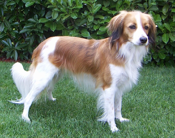 kooikerhondje teeth