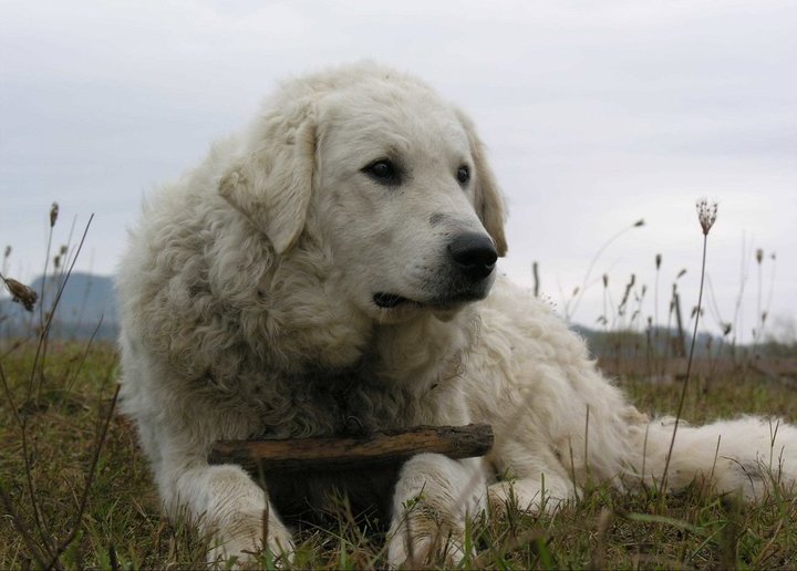 kuvasz teeth