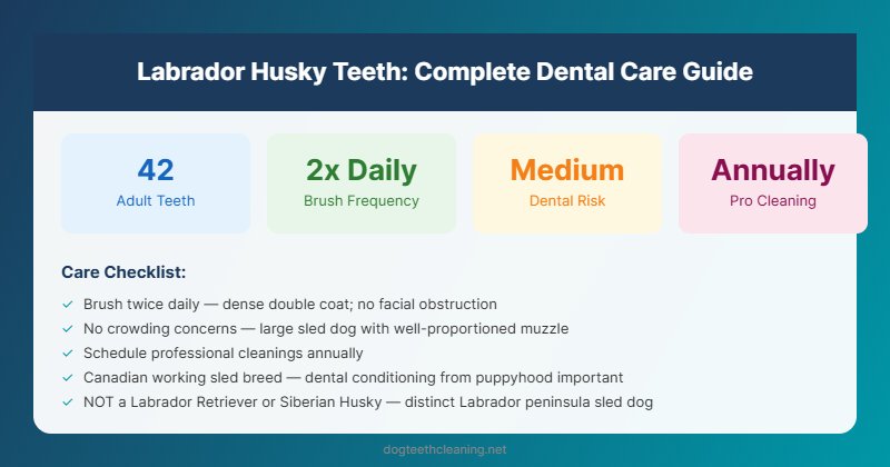 labrador husky teeth dental care guide infographic