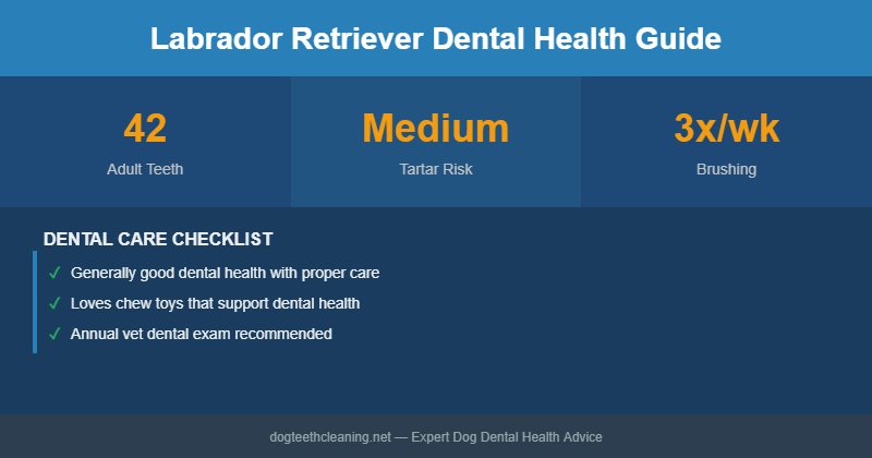 Labrador Retriever dental health infographic