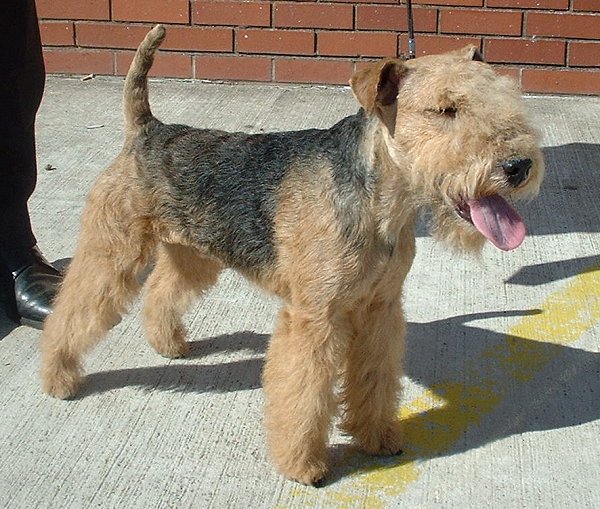 lakeland terrier teeth
