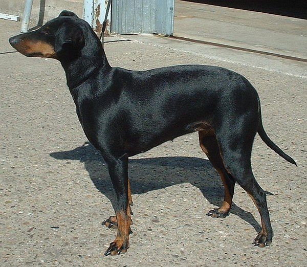 manchester terrier teeth