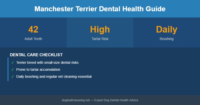 Manchester Terrier dental health infographic