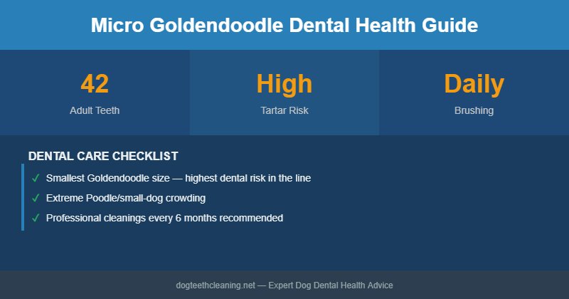 Micro Goldendoodle dental health infographic