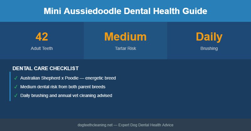 Mini Aussiedoodle dental health infographic