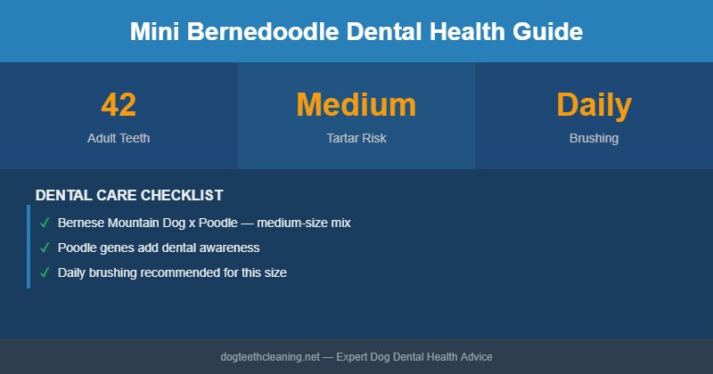 Mini Bernedoodle dental health infographic