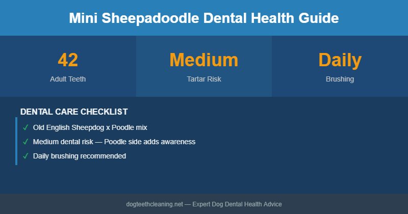 Mini Sheepadoodle dental health infographic