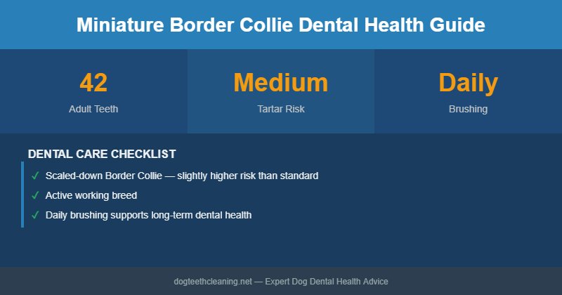 Miniature Border Collie dental health infographic