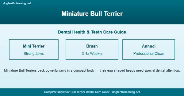 Miniature Bull Terrier teeth cleaning and dental care guide