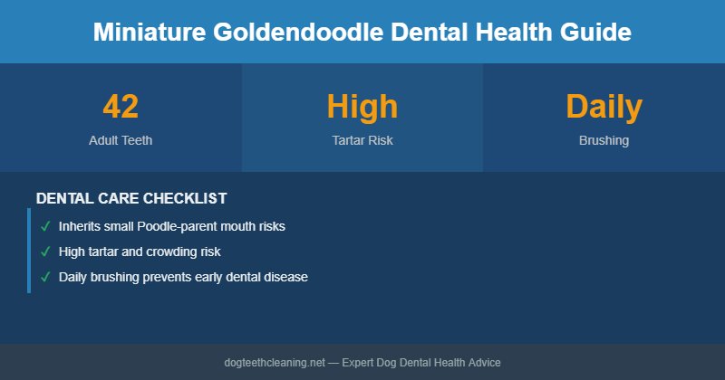 Miniature Goldendoodle dental health infographic