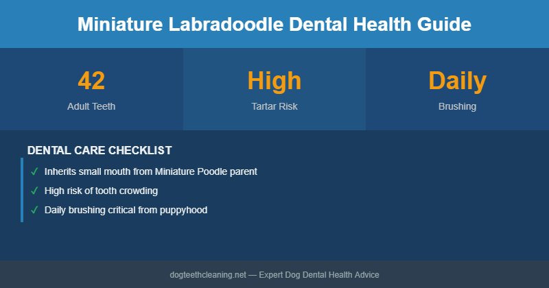Miniature Labradoodle dental health infographic