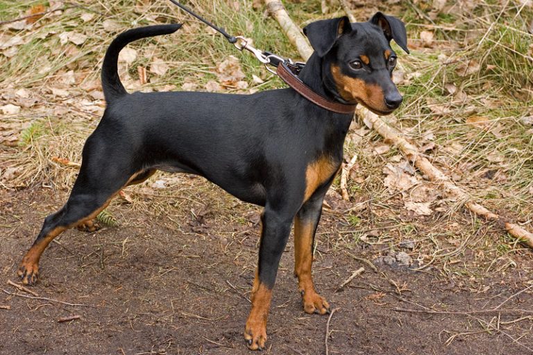 miniature pinscher teeth
