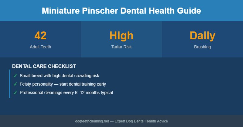 Miniature Pinscher dental health infographic