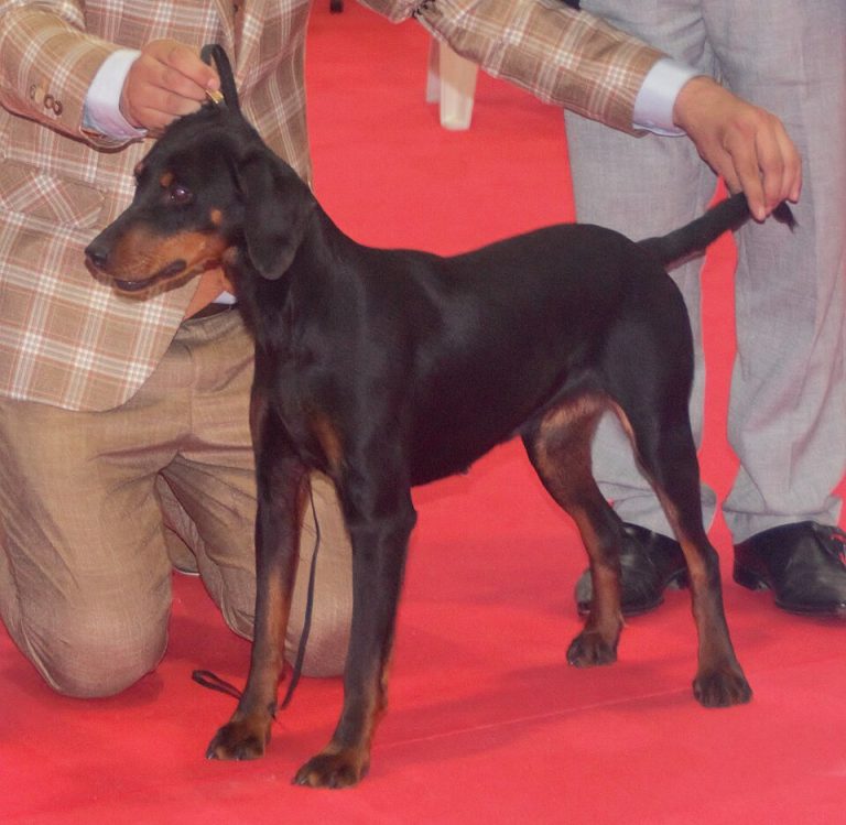 montenegrin mountain hound teeth