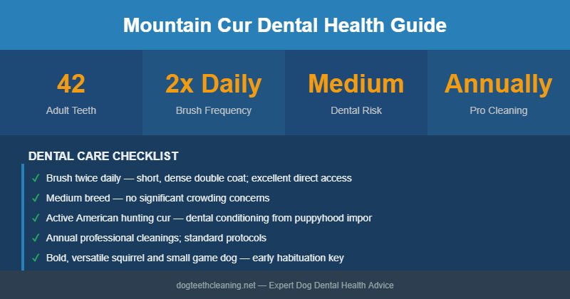 Mountain Cur dental health infographic