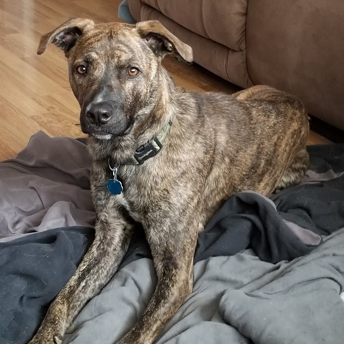 mountain cur teeth