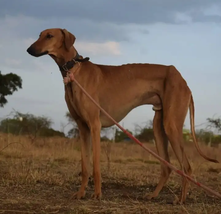 mudhol hound teeth