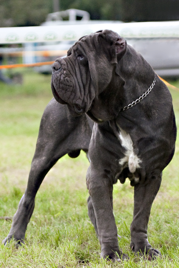 neapolitan mastiff teeth
