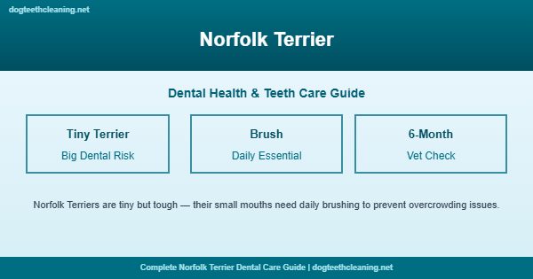 Norfolk Terrier teeth cleaning and dental care guide