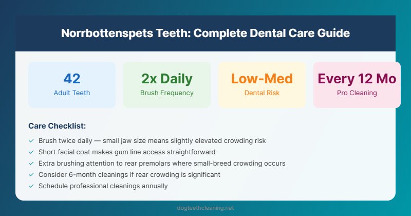 norrbottenspets teeth dental care guide infographic