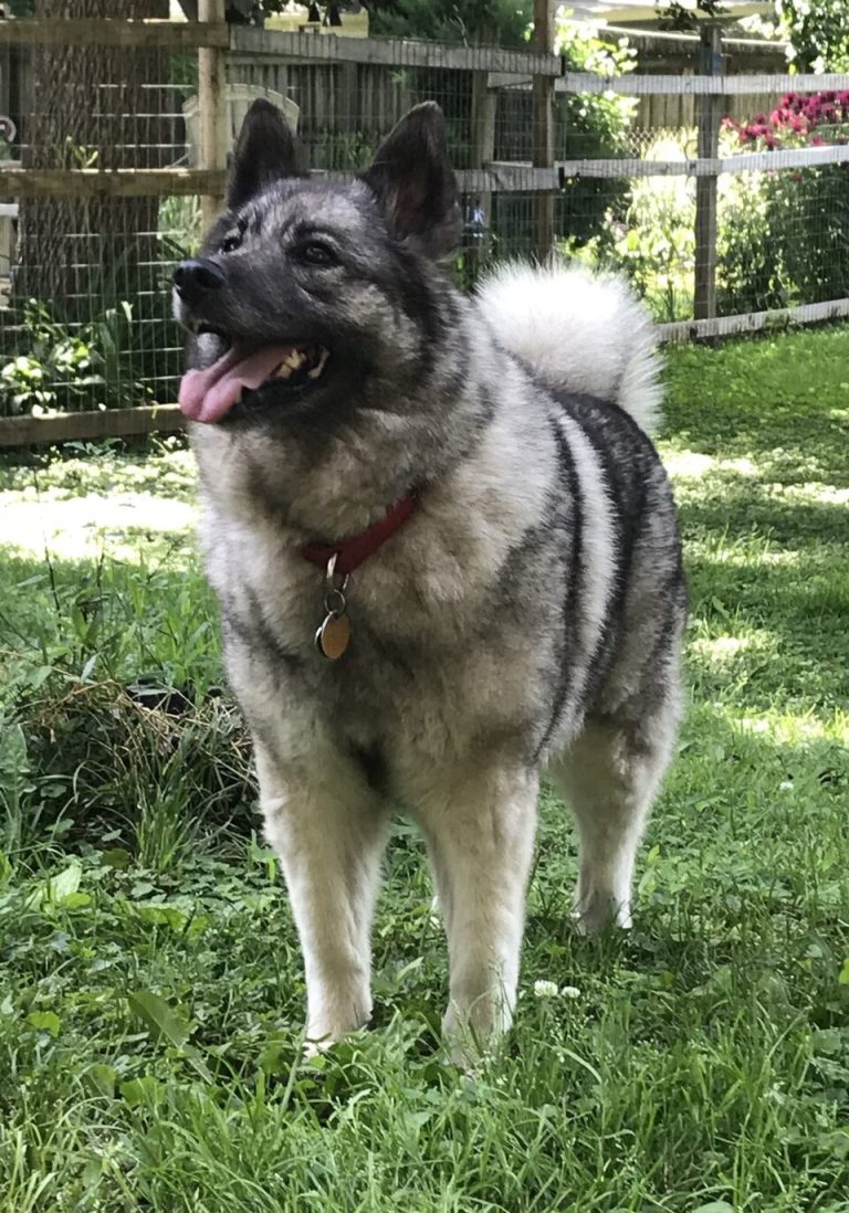 norwegian elkhound teeth