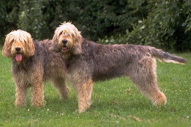 otterhound teeth