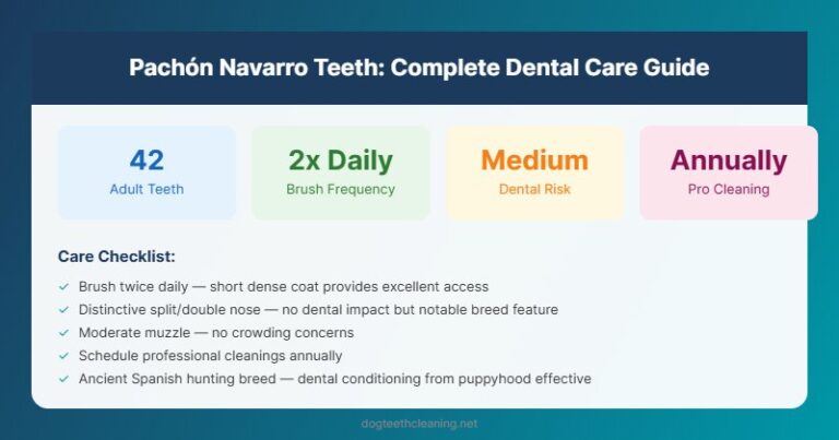 pachon navarro teeth dental care guide infographic