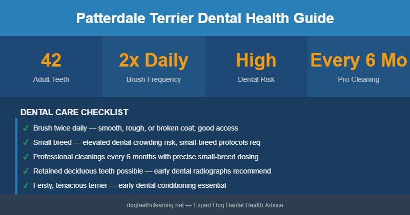 Patterdale Terrier dental health infographic