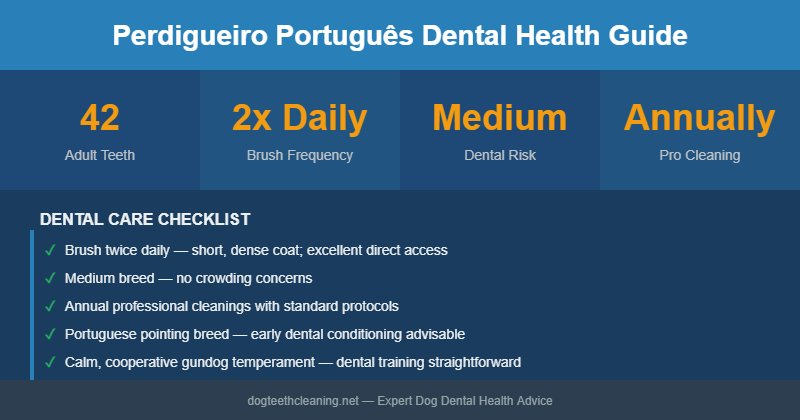 Perdigueiro Português dental health infographic