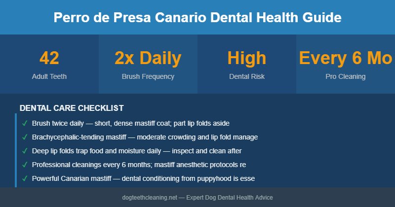 Perro de Presa Canario dental health infographic