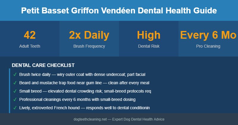 Petit Basset Griffon Vendéen dental health infographic