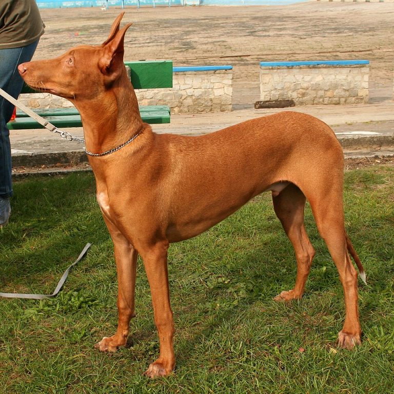pharaoh hound teeth