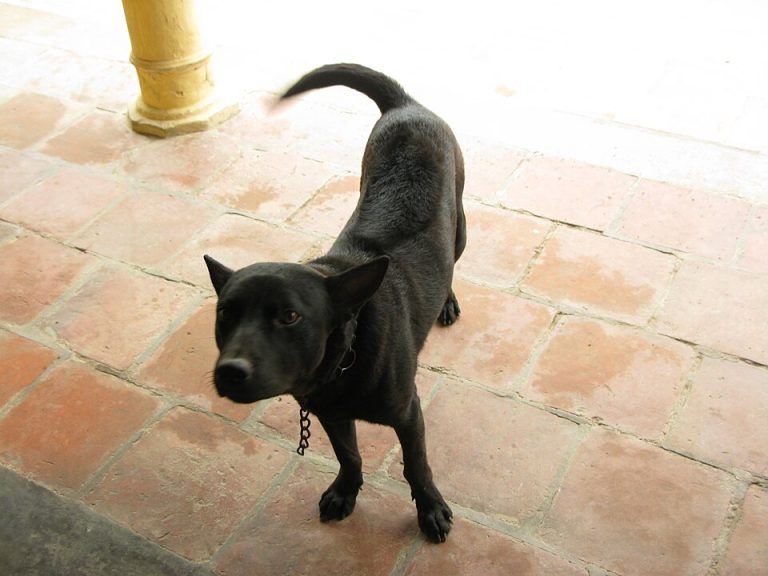phu quoc ridgeback teeth