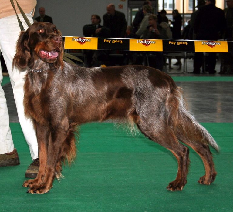 picardy spaniel teeth