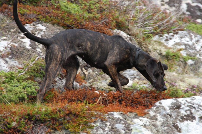 plott hound teeth