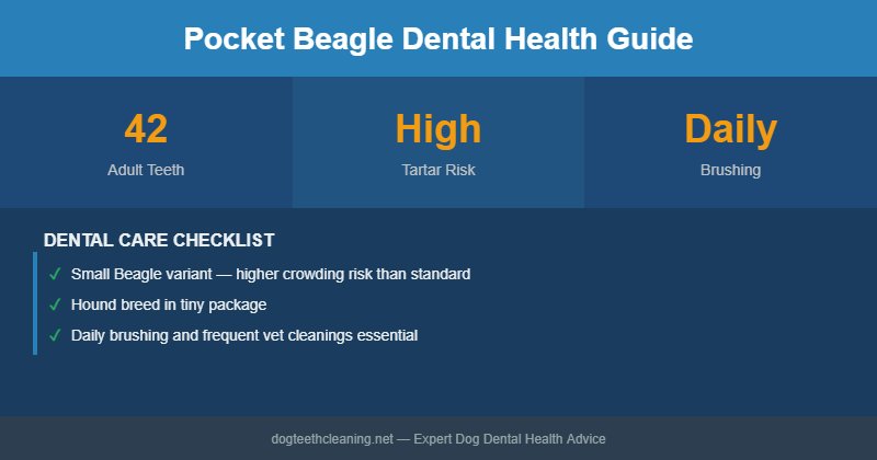 Pocket Beagle dental health infographic