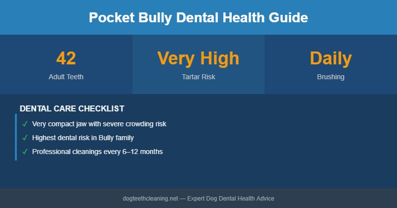 Pocket Bully dental health infographic