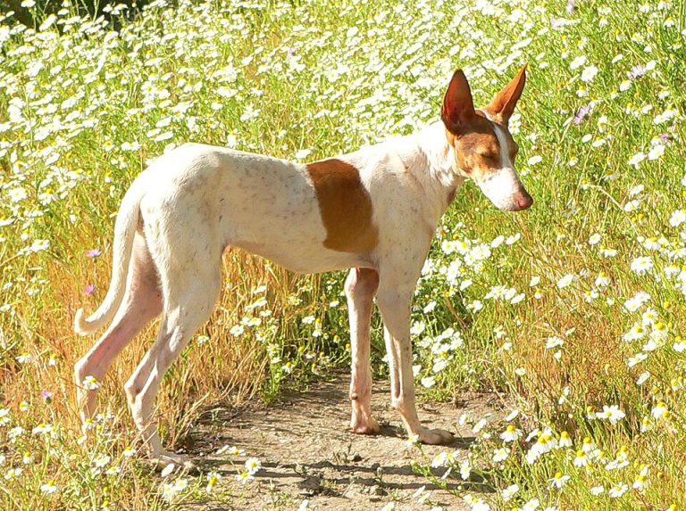 podenco canario teeth