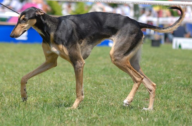 polish greyhound teeth