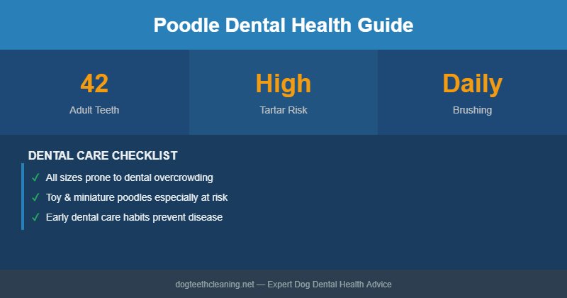 Poodle dental health infographic